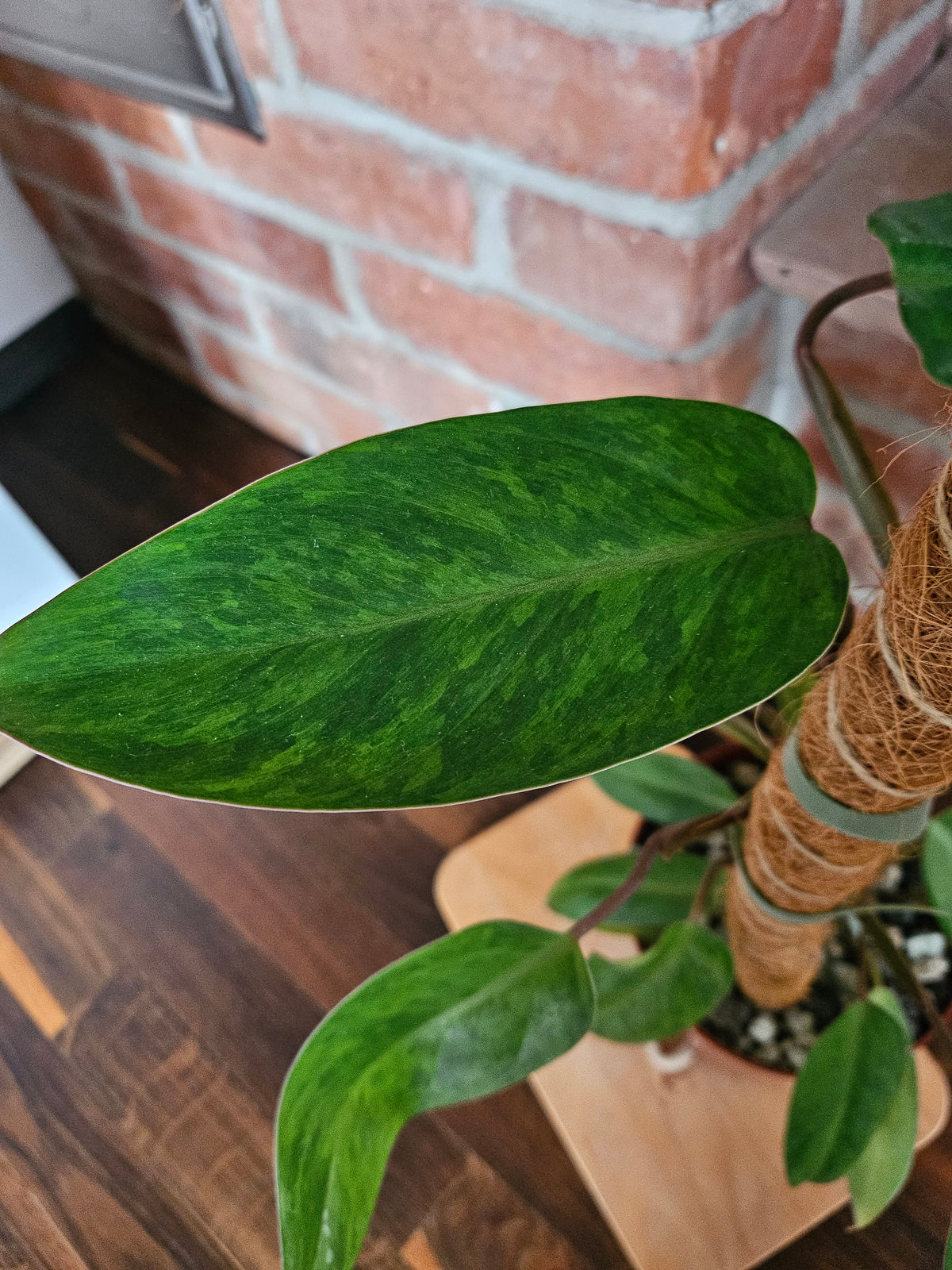 Philodendron painted lady Pflanze