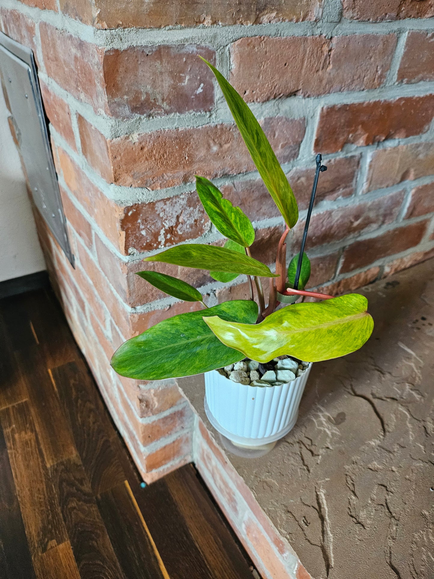 Philodendron painted Lady Pflanze
