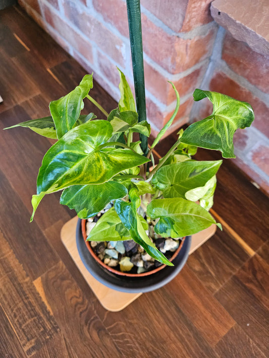 Syngonium three kings Pflanze