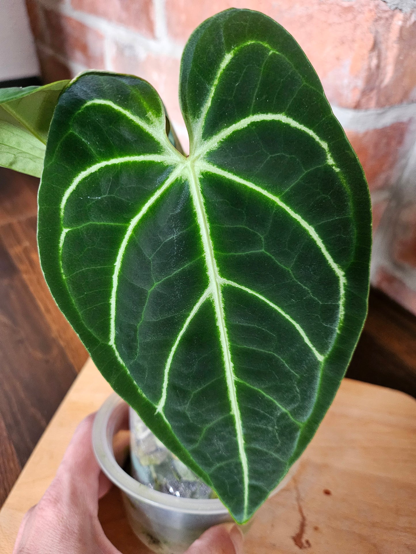 Anthurium Regale Pflanze