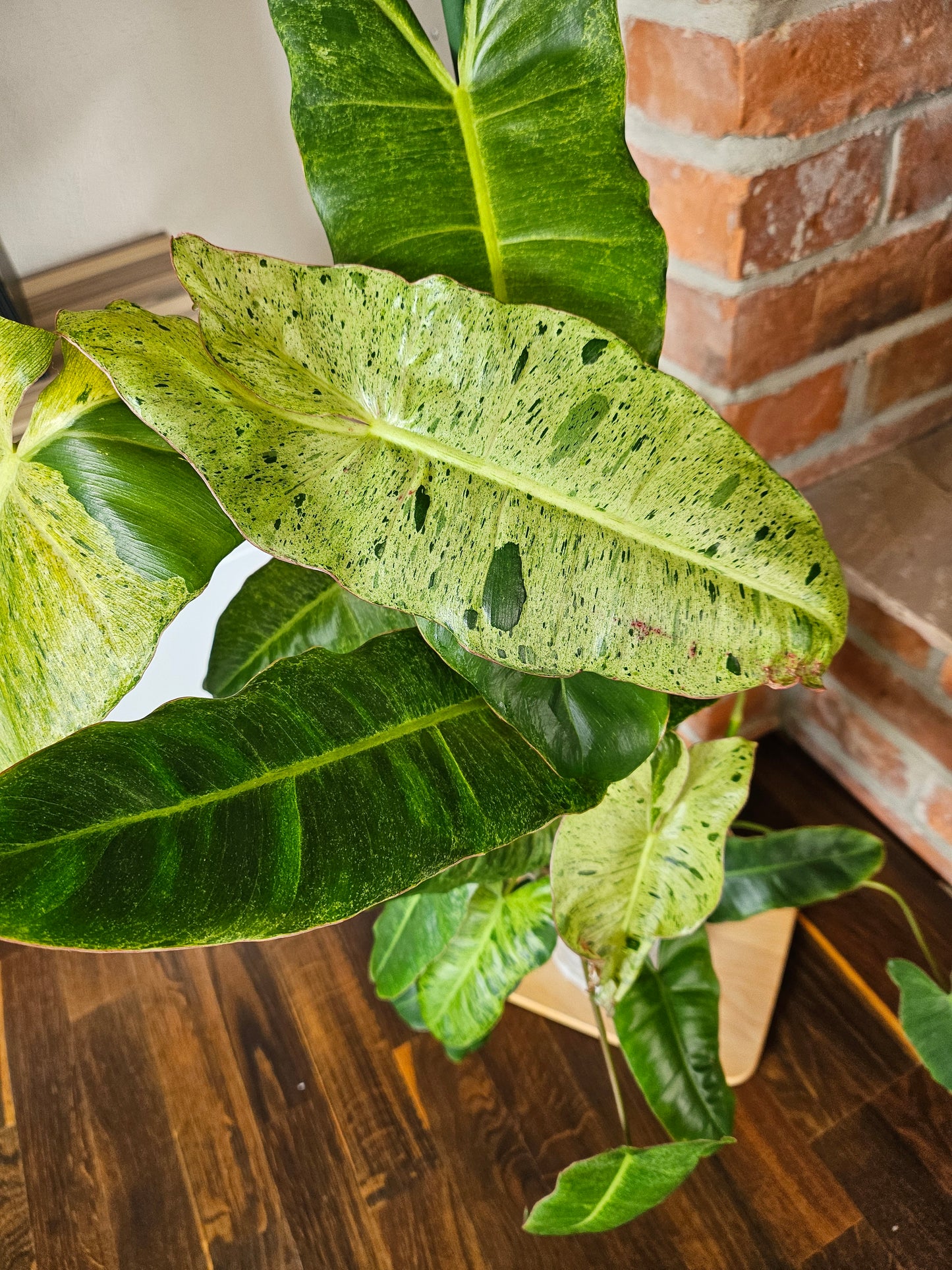 Philodendron paraiso verde Pflanze 90cm mit toller Panaschierung