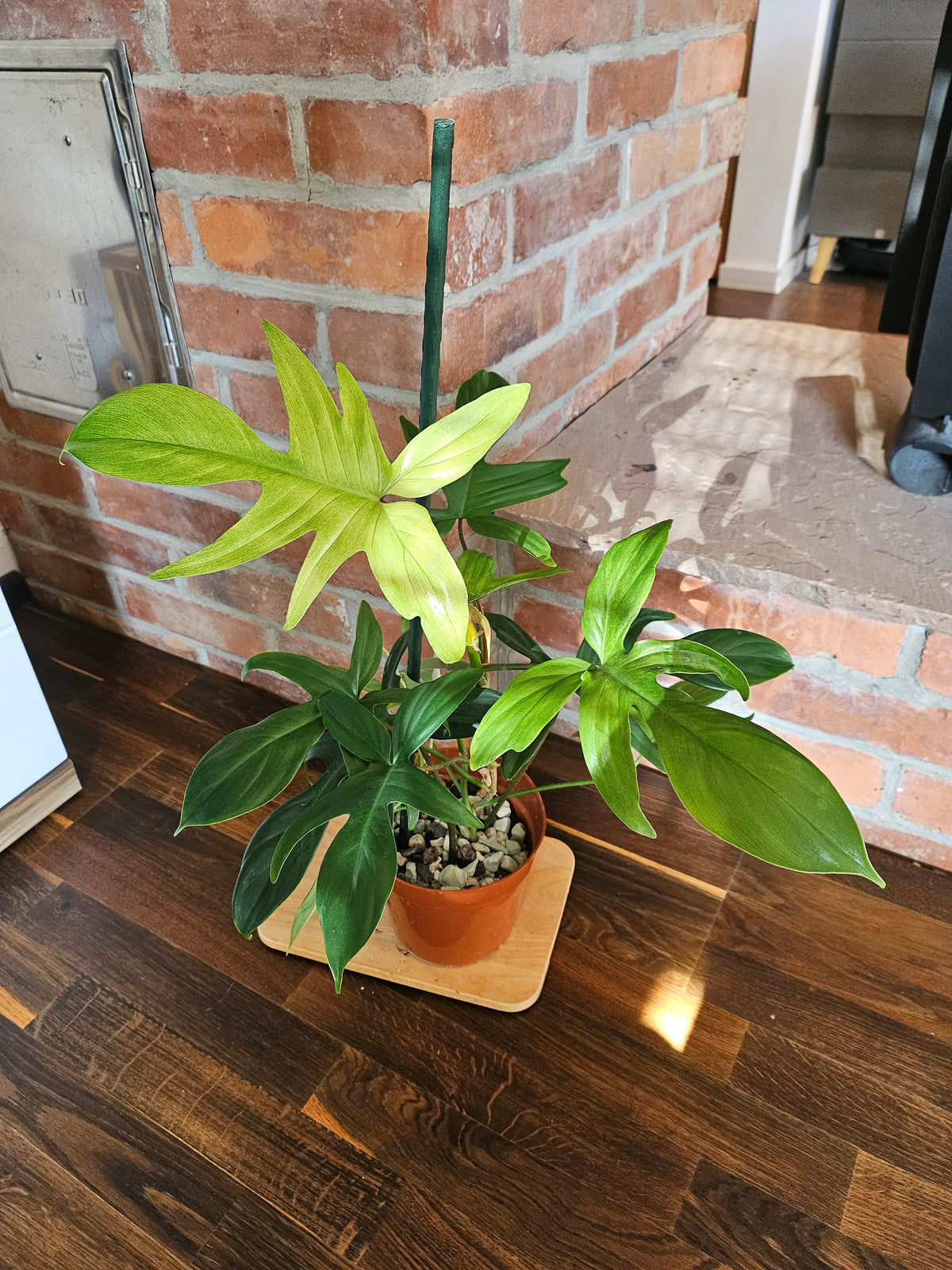 Philodendron florida ghost Pflanze