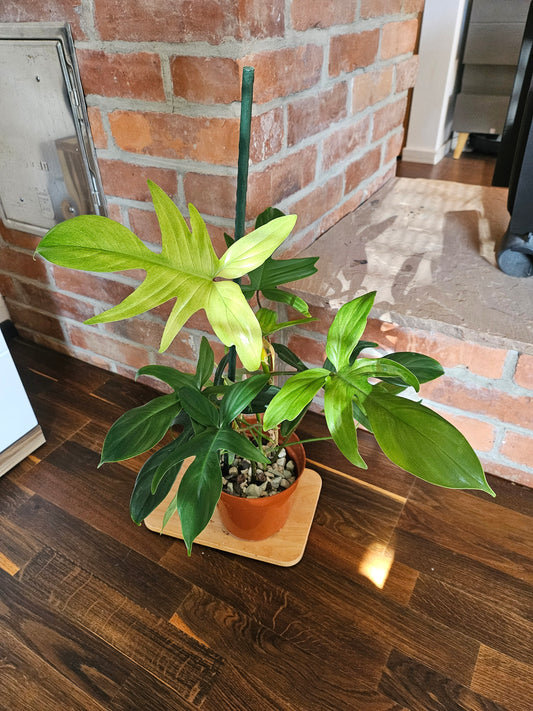 Philodendron florida ghost Pflanze
