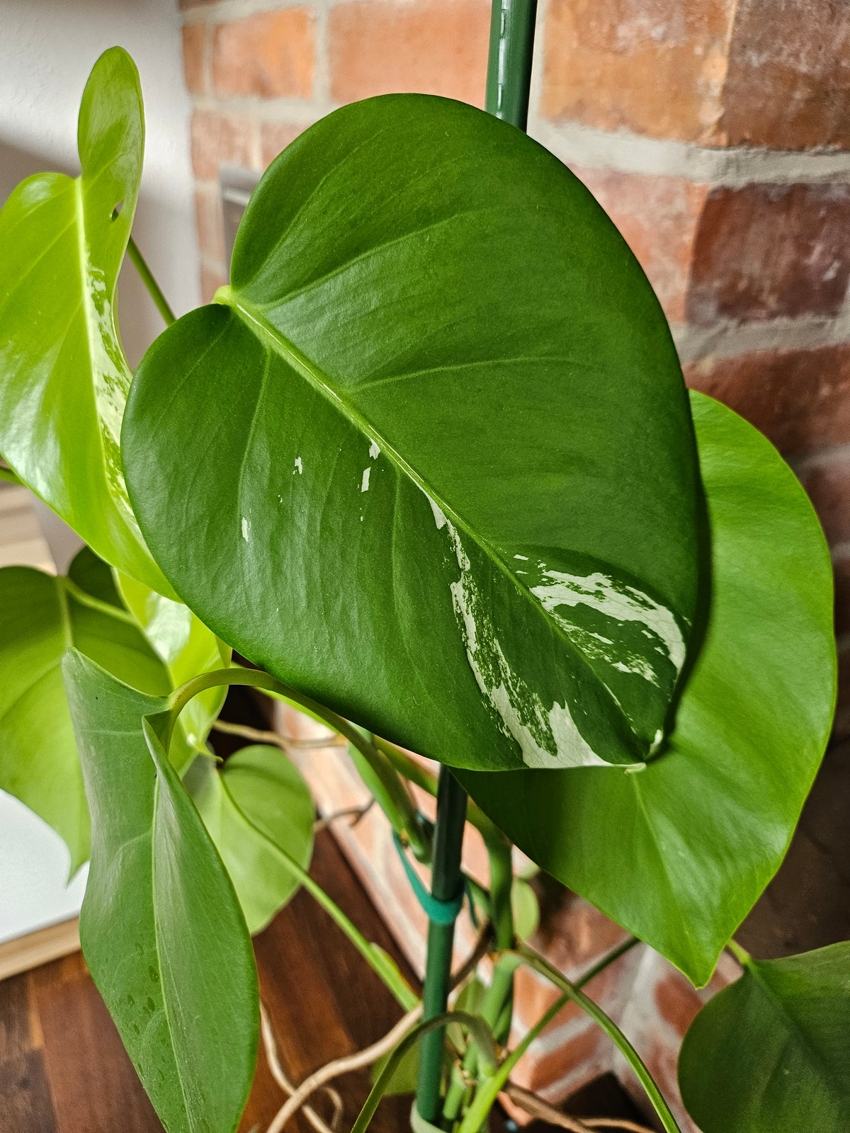 Monstera deliciosa variegata Pflanze