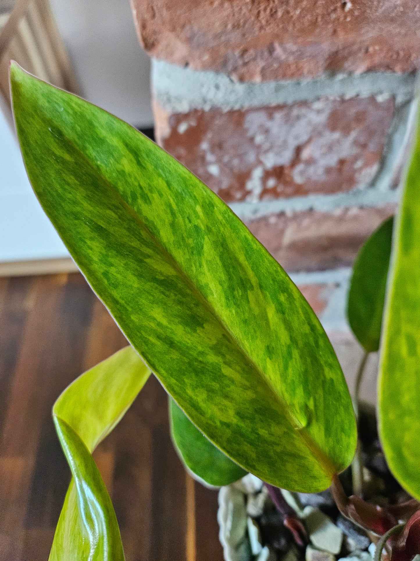 Philodendron painted Lady Pflanze