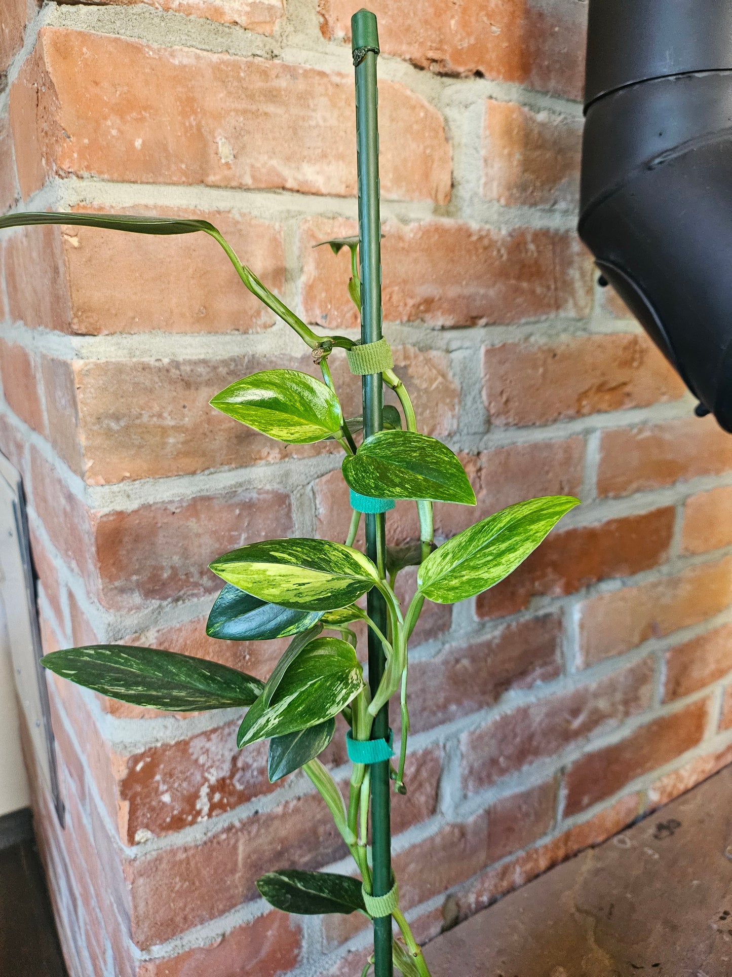 Monstera Standleyana aurea variegata Pflanze mit toller Panaschierung