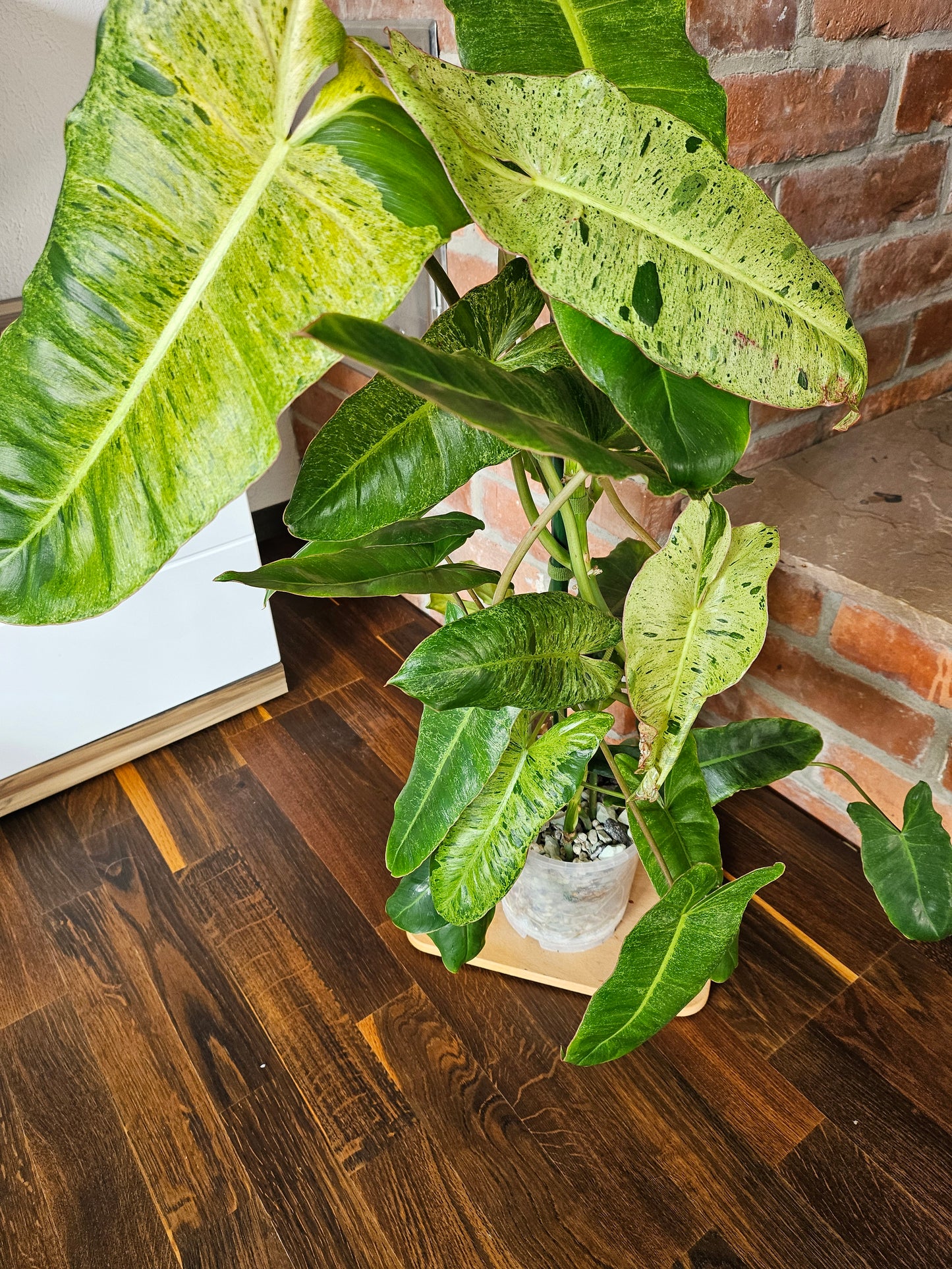 Philodendron paraiso verde Pflanze 90cm mit toller Panaschierung