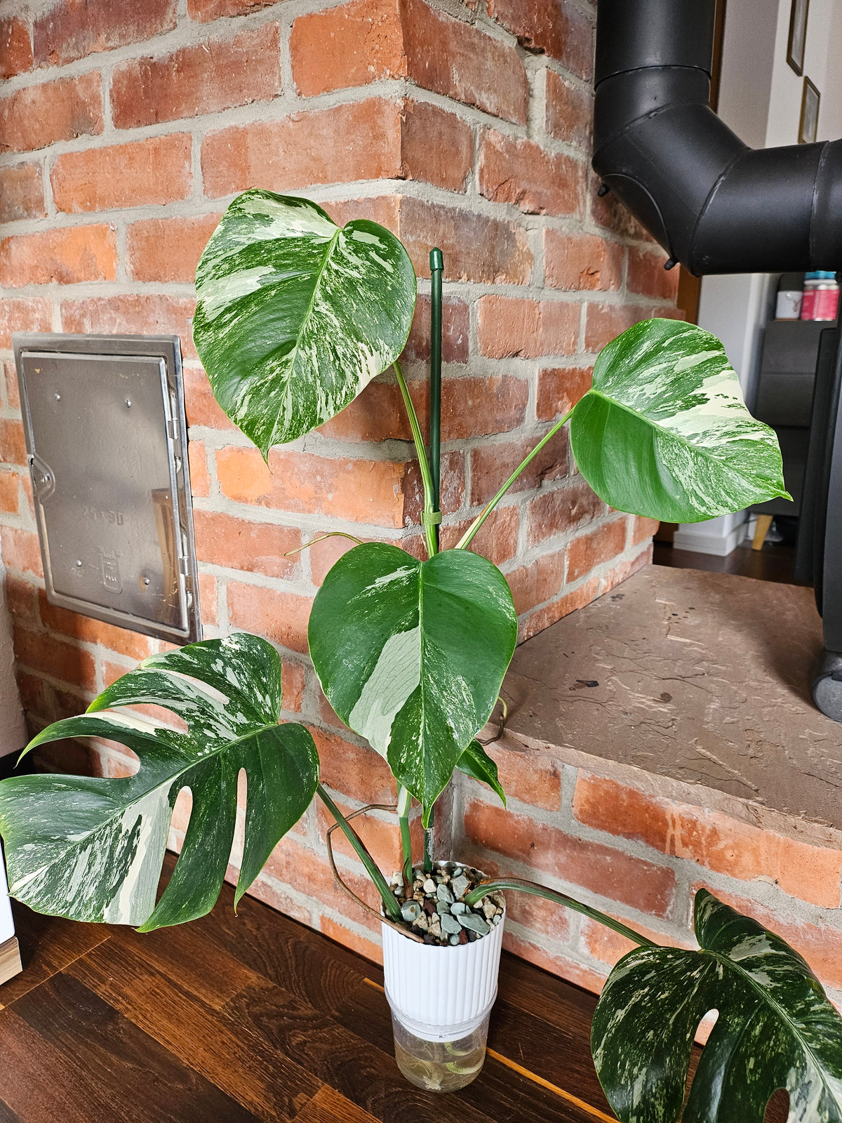 Monstera deliciosa variegata Pflanze
