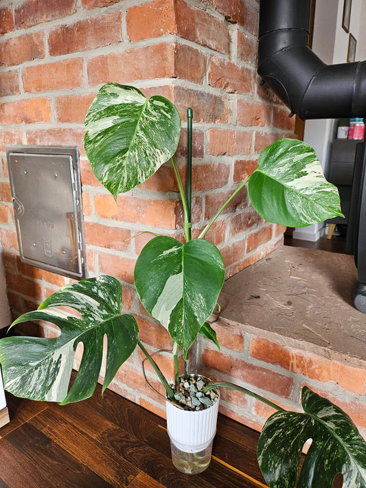Monstera deliciosa variegata Pflanze