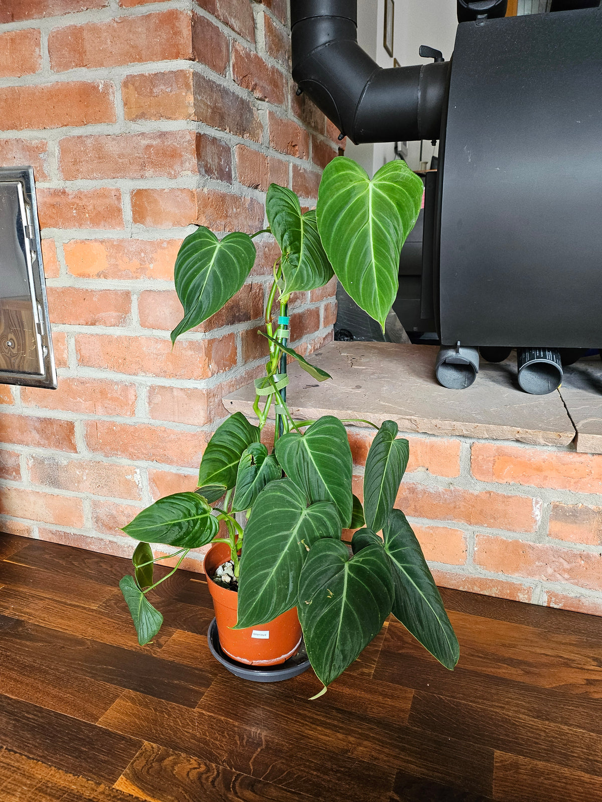 Philodendron Glorious große Pflanze
