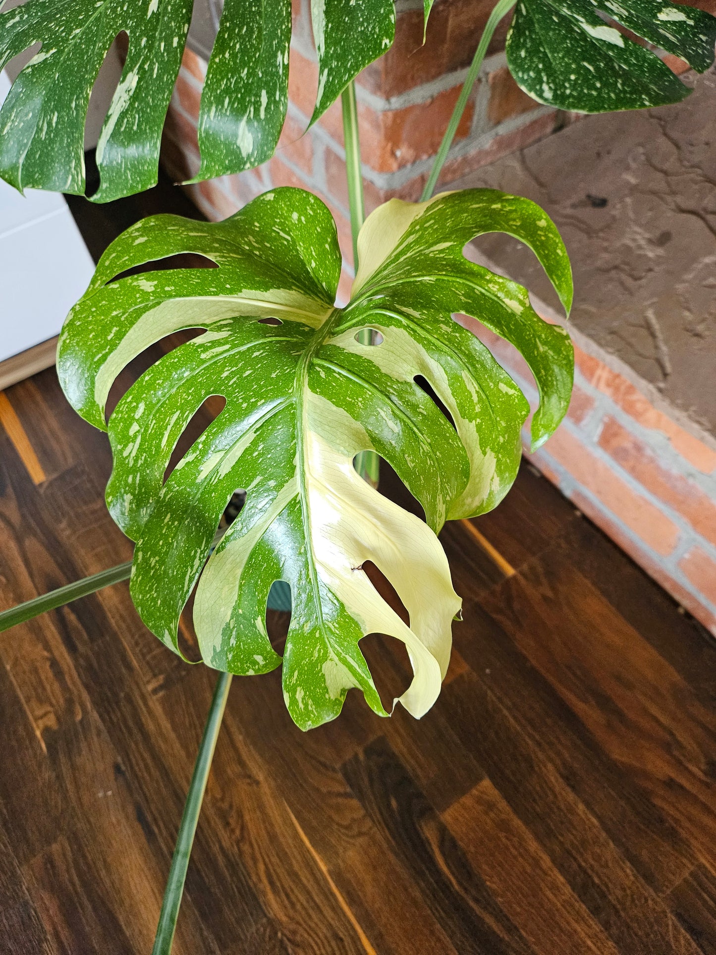 Monstera Thai Constellation XXL große Pflanze