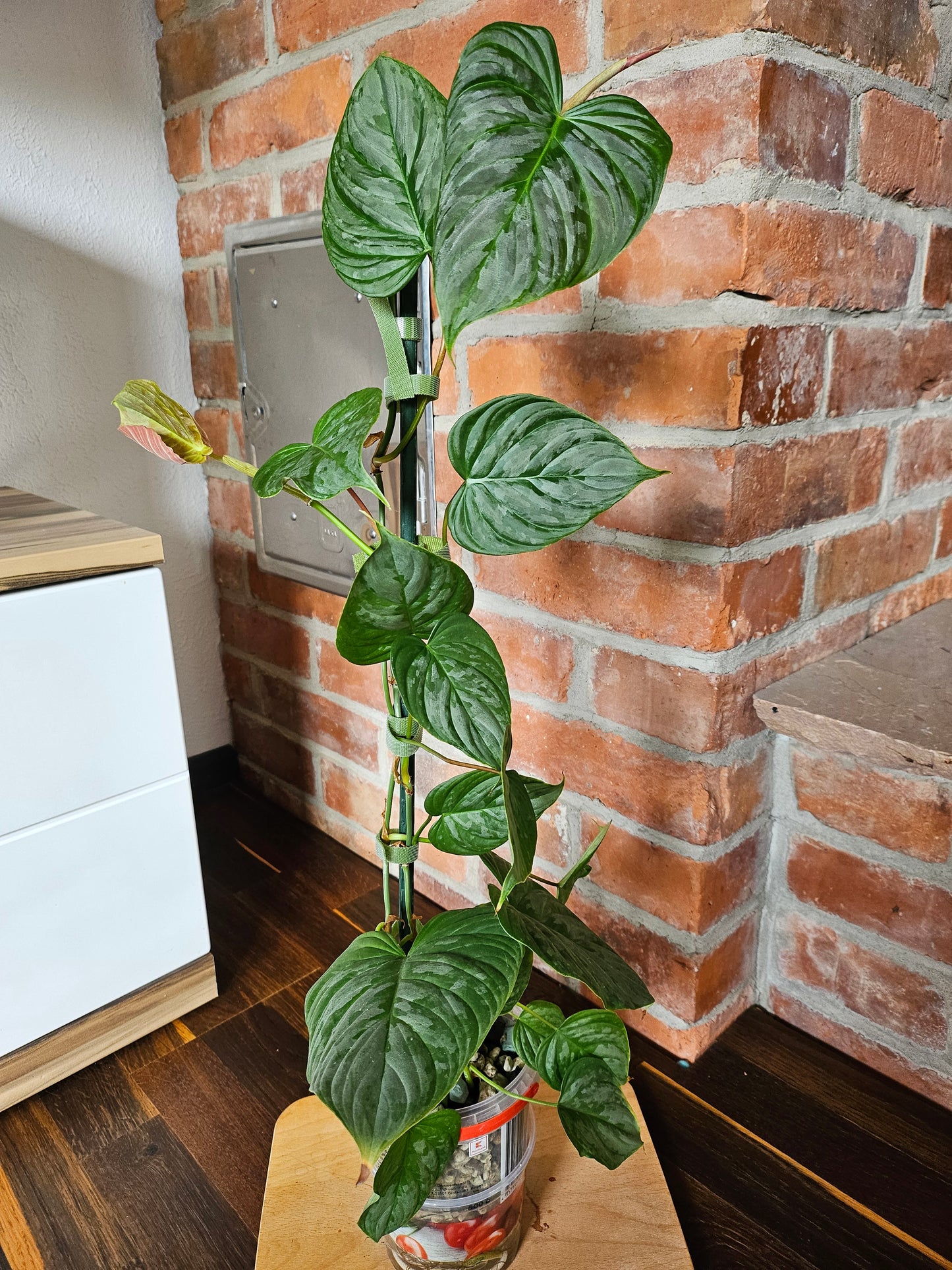 Philodendron Majestic Pflanze
