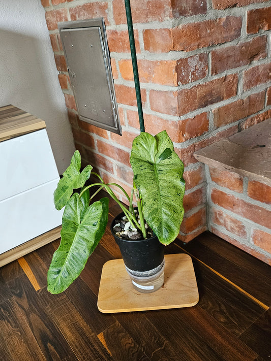 Philodendron paraiso verde Pflanze mit toller Panaschierung