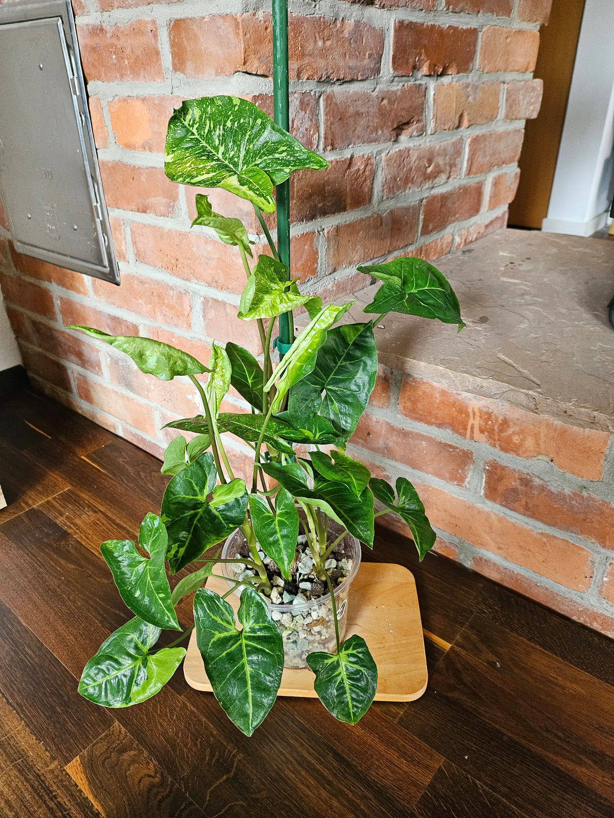 Syngonium Panda Pflanze