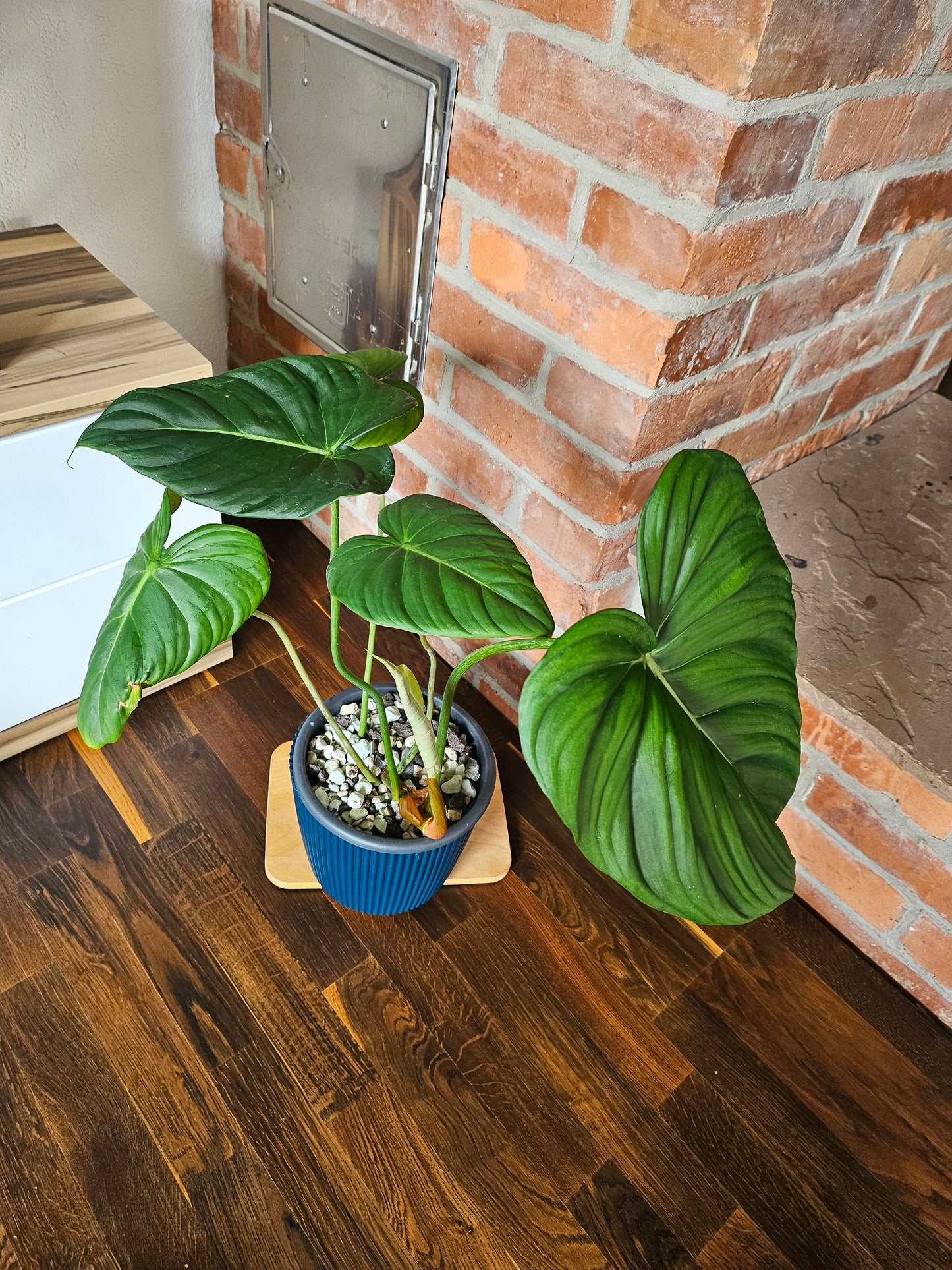 Philodendron Pastazanum Pflanze