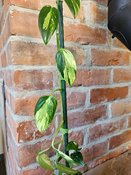 Monstera Standleyana aurea variegata Pflanze mit toller Panaschierung