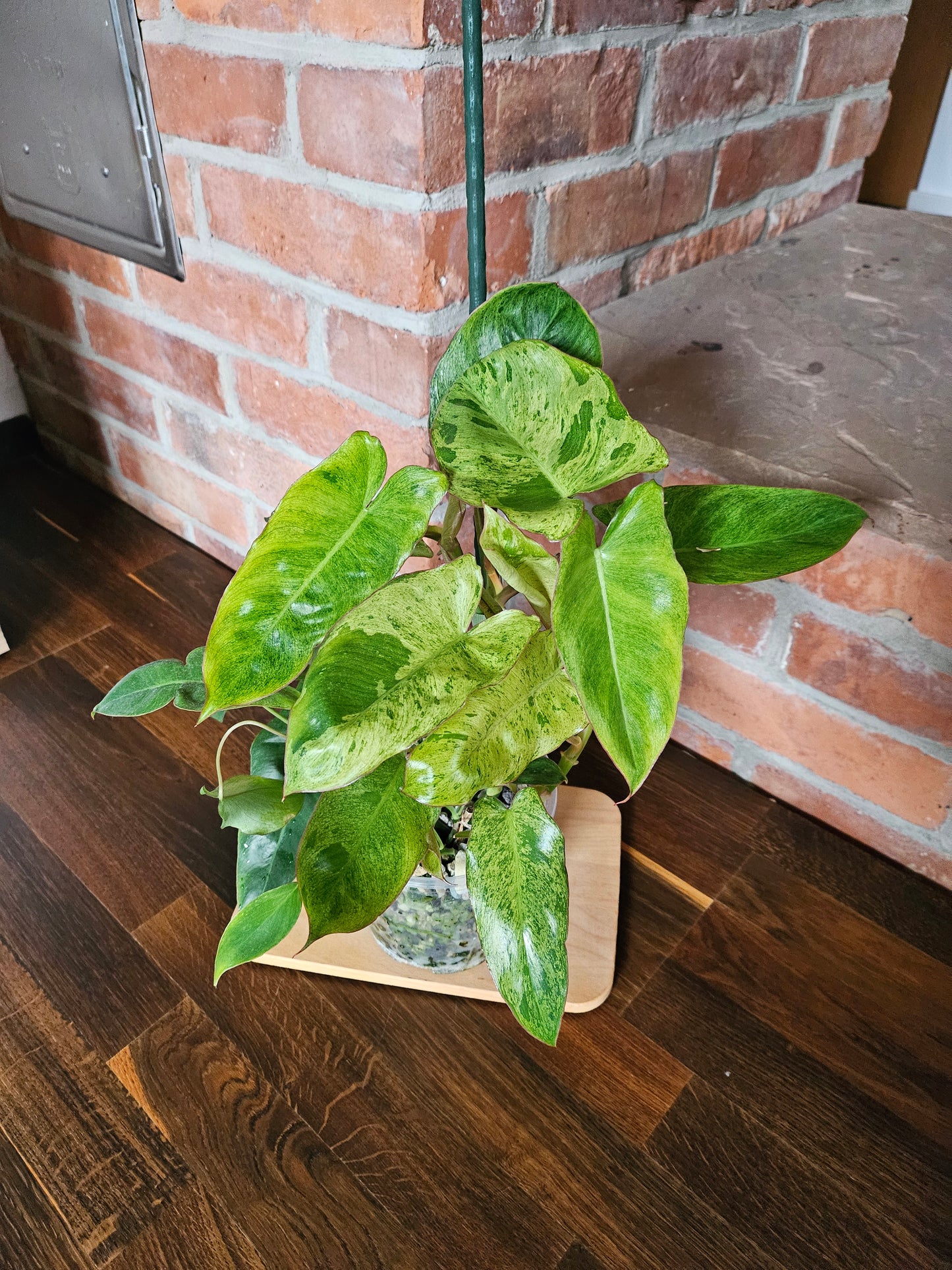 Philodendron paraiso verde Pflanze mit toller Panaschierung