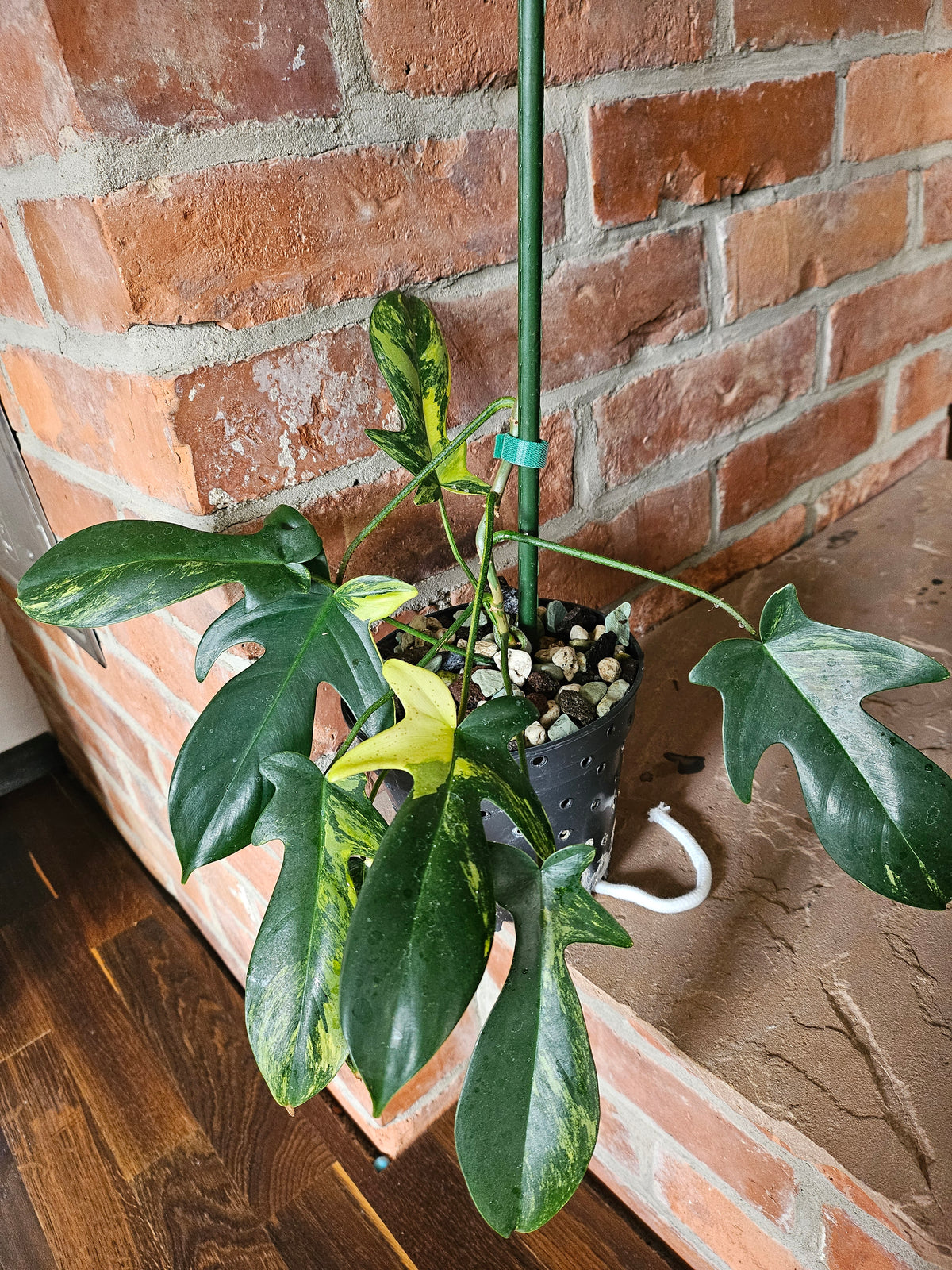 Philodendron florida beauty Pflanze mit toller Panaschierung