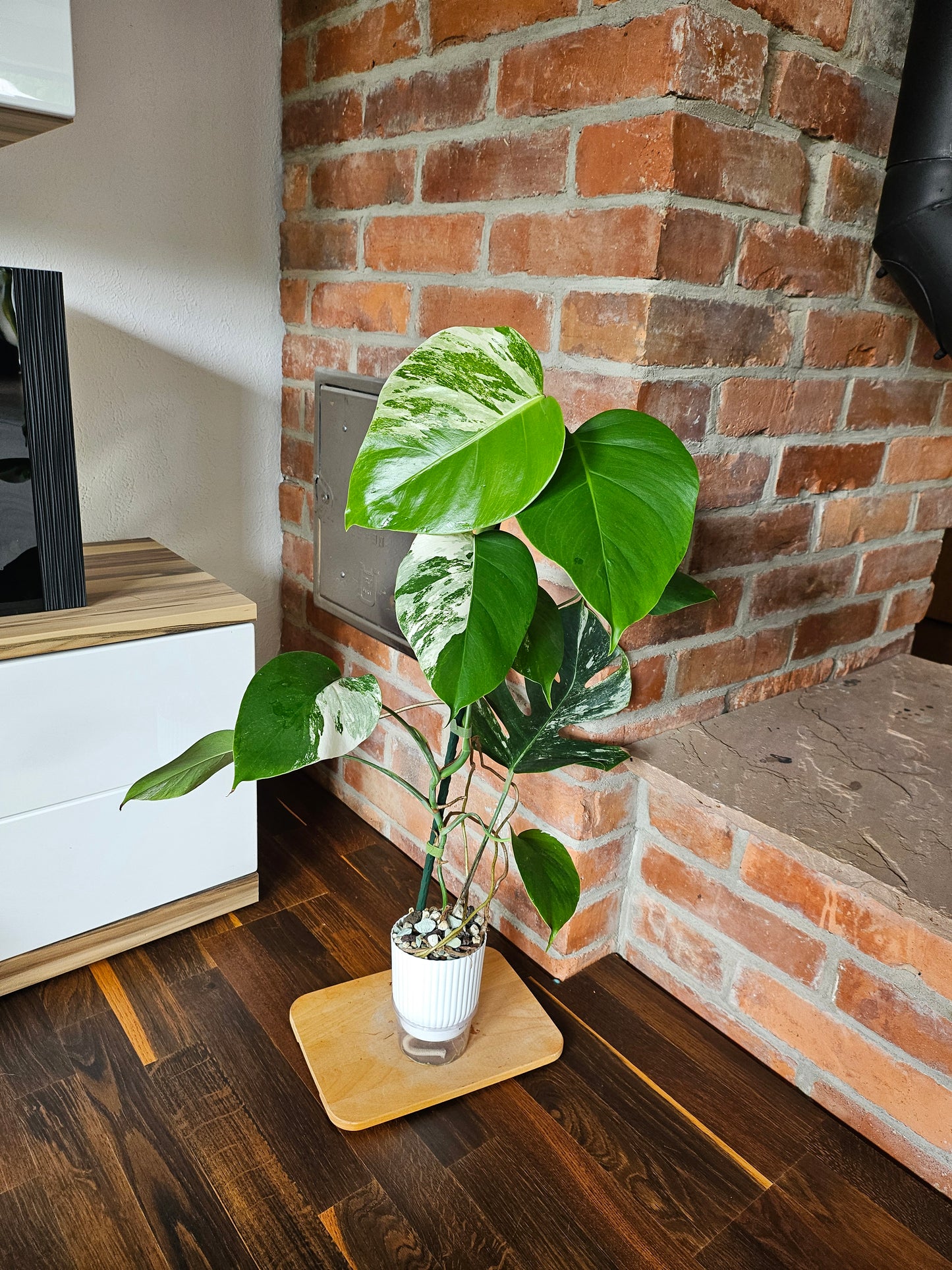 Monstera Deliciosa albo variegata Pflanze mit toller Panaschierung