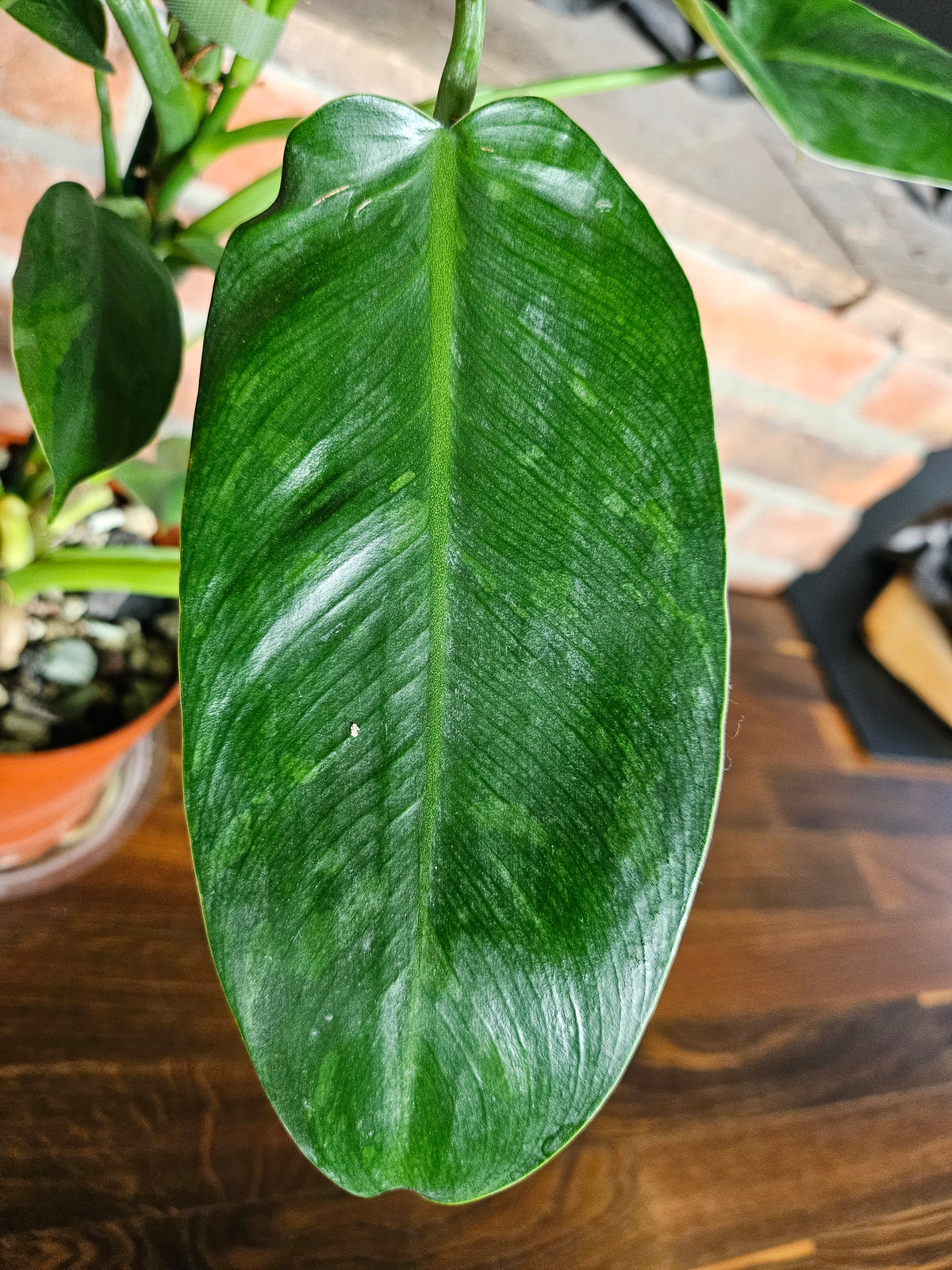 Philodendron Jose Buono ganze Pflanze
