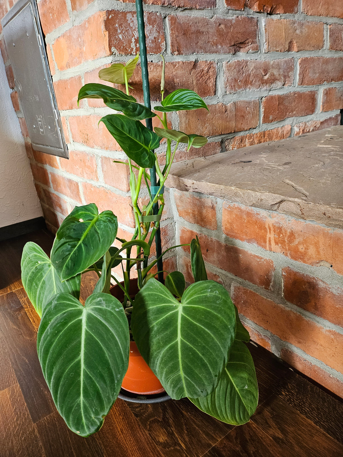 Philodendron Glorious