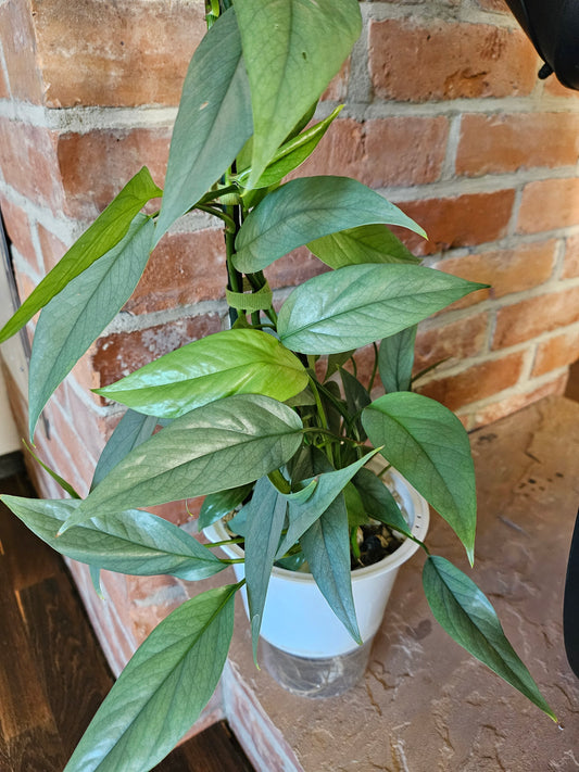 Epipremnum pinnatum cebu blue Pflanze