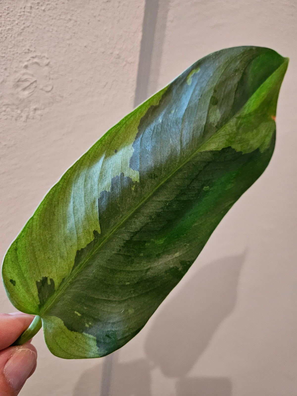 Philodendron Jose Buono ganze Pflanze