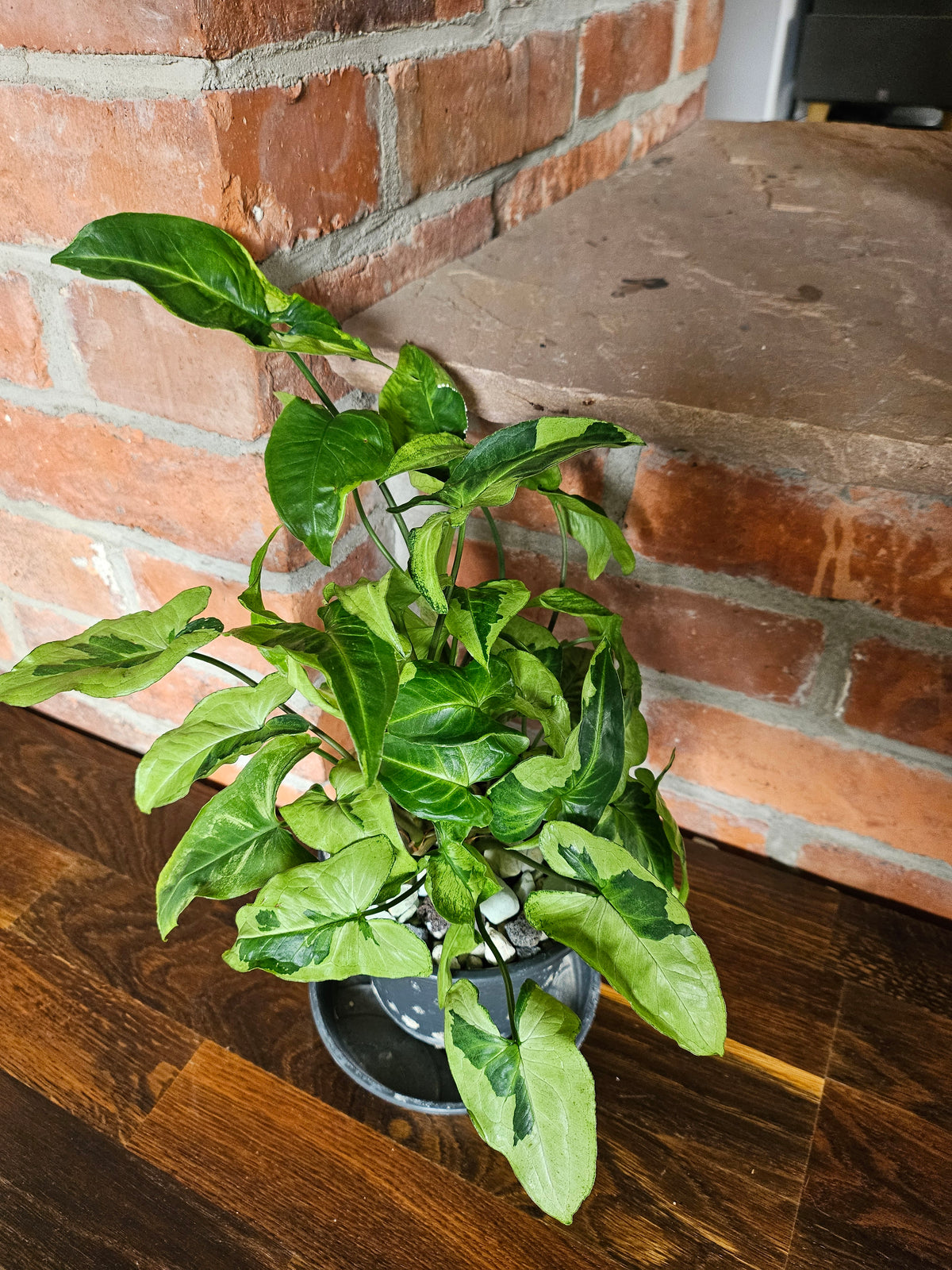 Syngonium three kings Pflanze mit toller Blattzeichnung