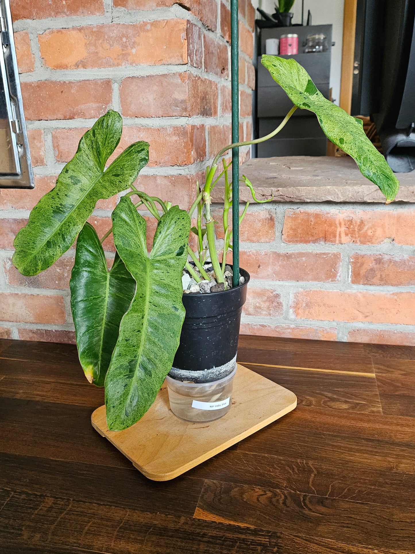 Philodendron paraiso verde Pflanze mit toller Panaschierung