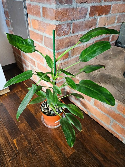 Philodendron Jose Buono ganze Pflanze