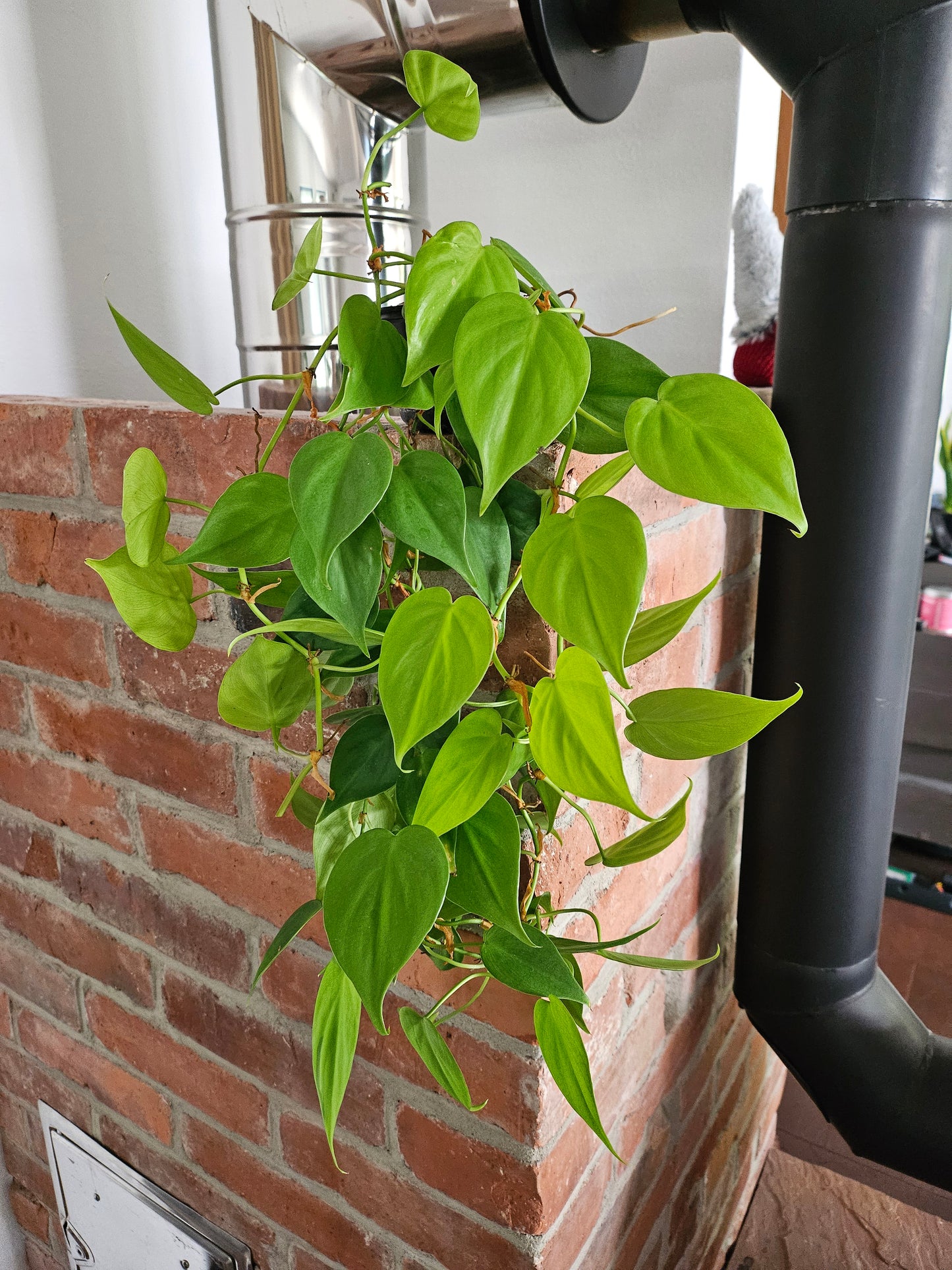 Philodendron hederaceum scandens lemon lime Pflanze