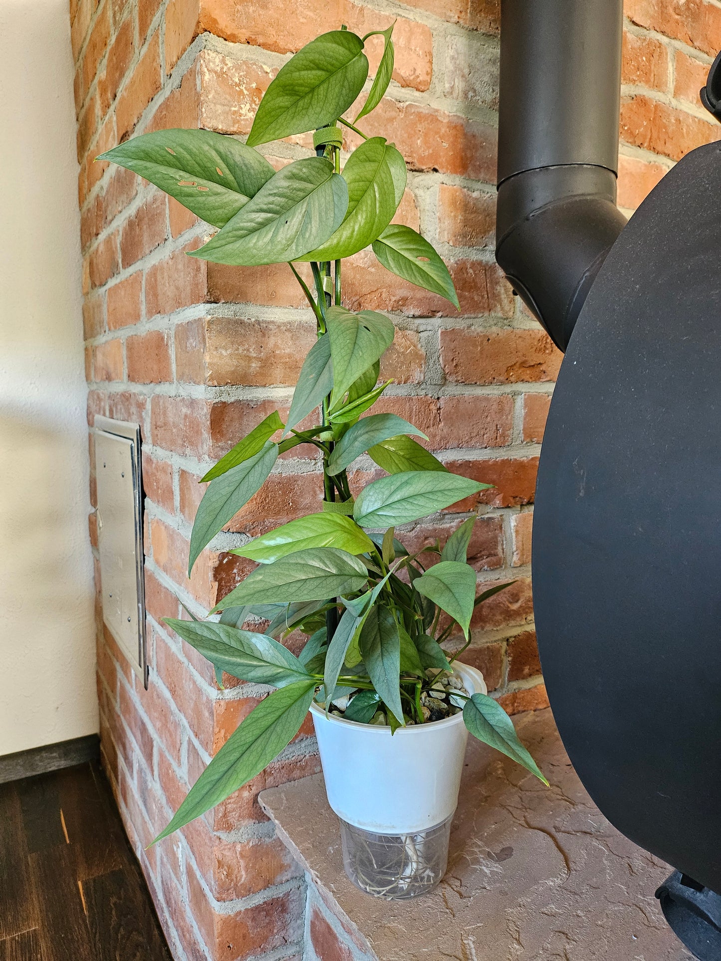 Epipremnum pinnatum cebu blue Pflanze