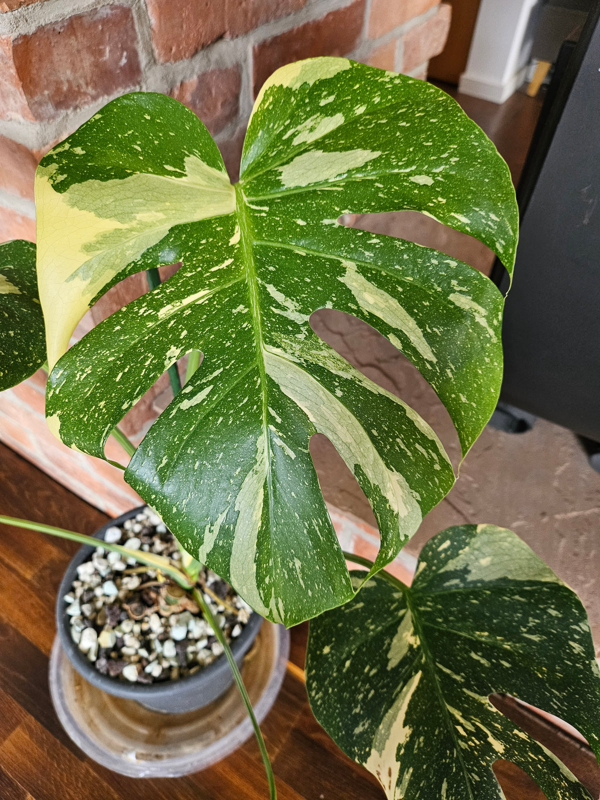 Monstera Thai Constellation Pflanze mit toller Panaschierung