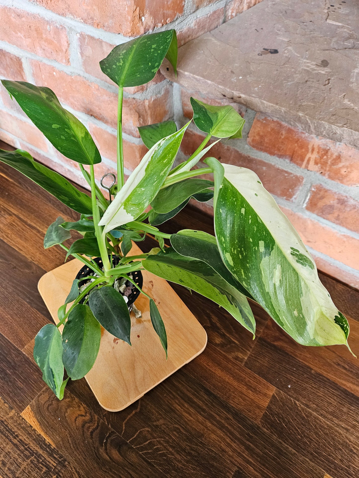 Philodendron Jose Buono Pflanze mit toller Panaschierung