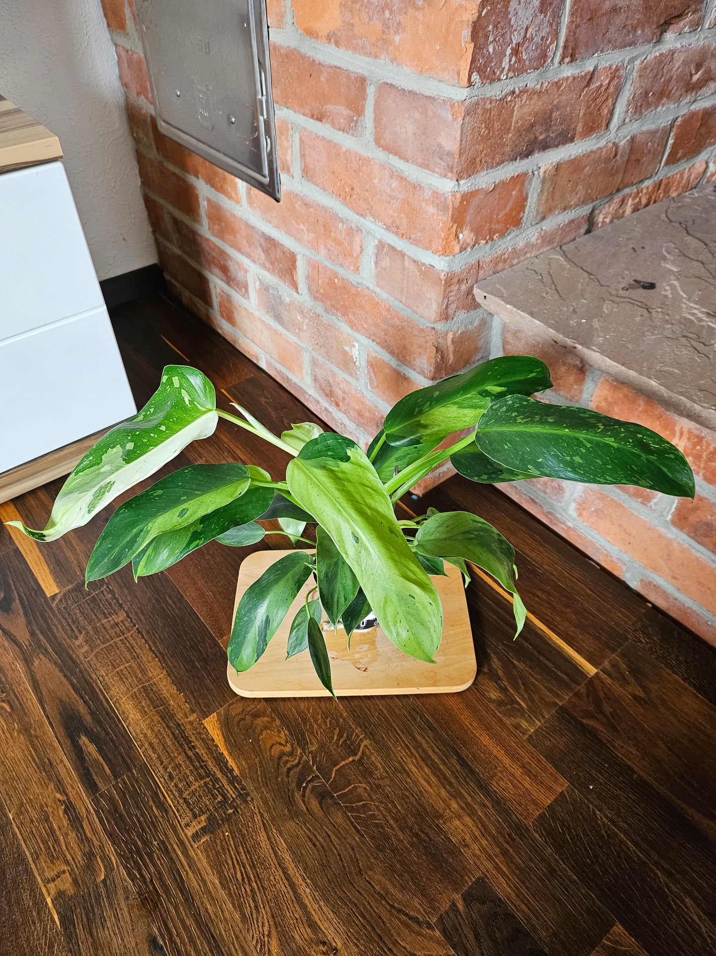 Philodendron Jose Buono Pflanze mit toller Panaschierung