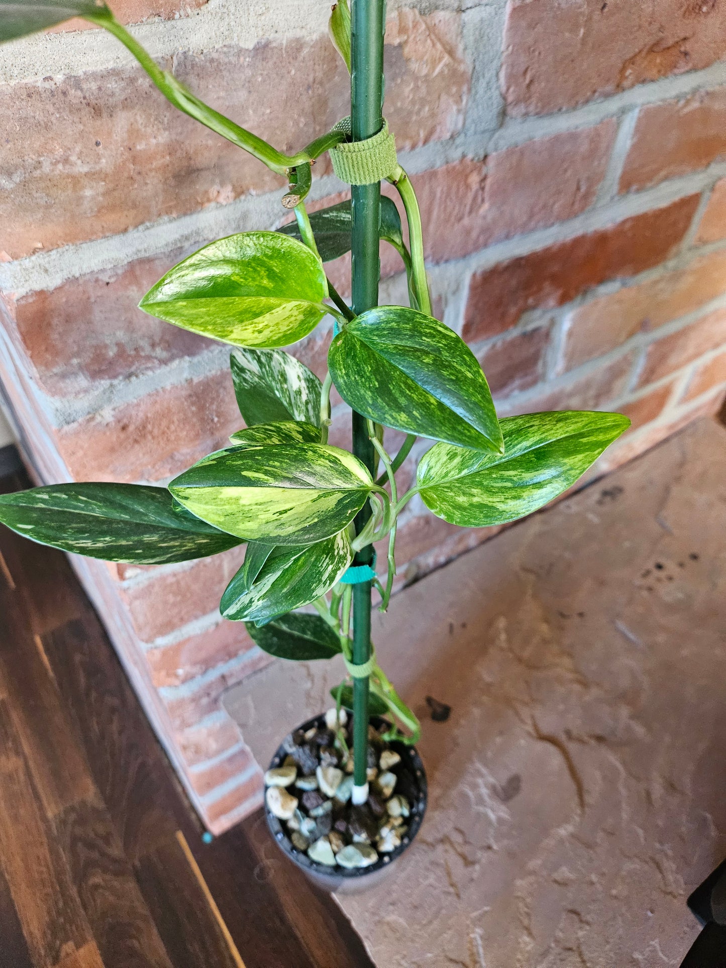 Monstera Standleyana aurea variegata Pflanze mit toller Panaschierung