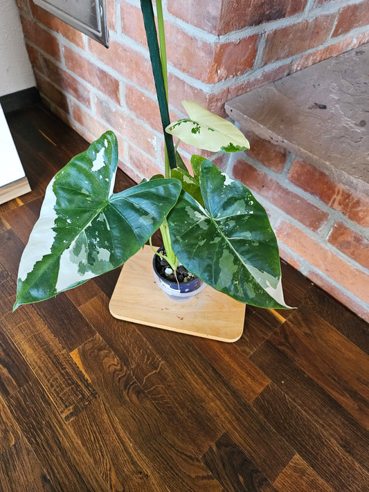 Alocasia Macrorrhiza variegata Pflanze mit toller Panaschierung