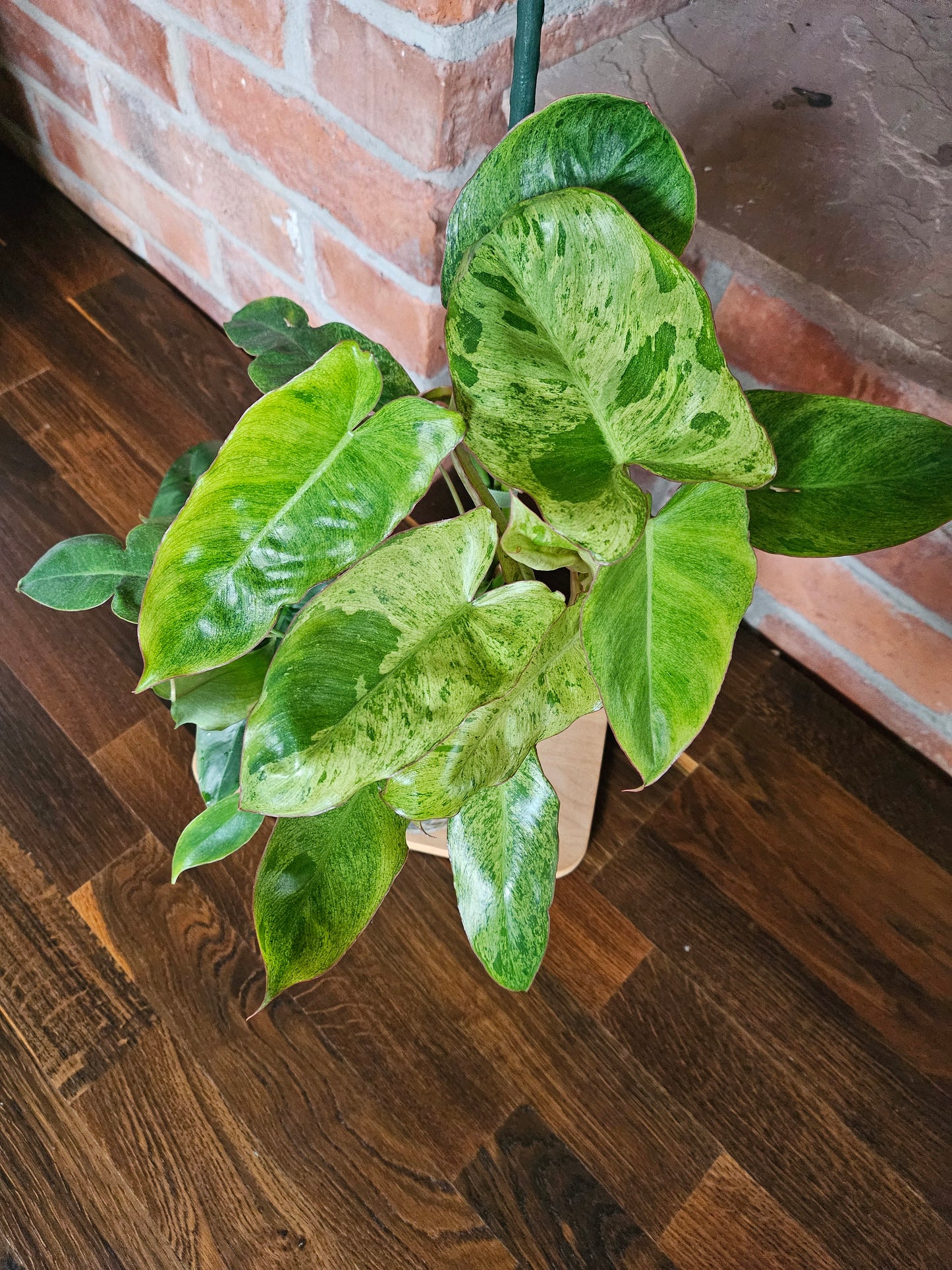 Philodendron paraiso verde Pflanze mit toller Panaschierung