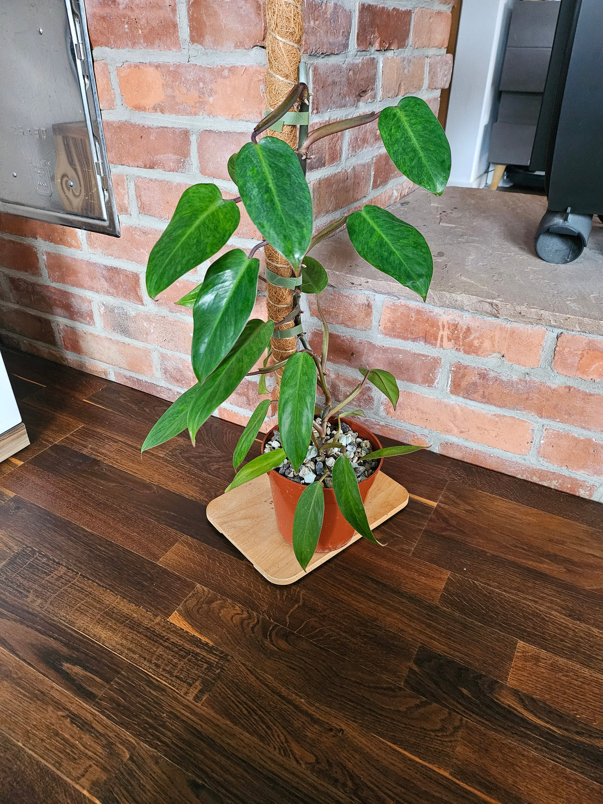 Philodendron painted lady Pflanze