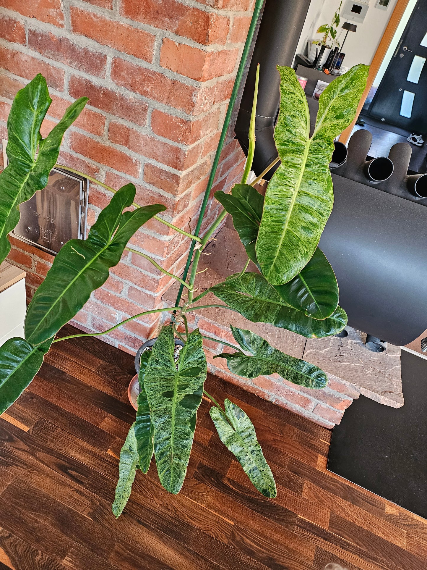 Philodendron paraiso verde XXL 120cm mit wunderschöner Panaschierung Pflanze
