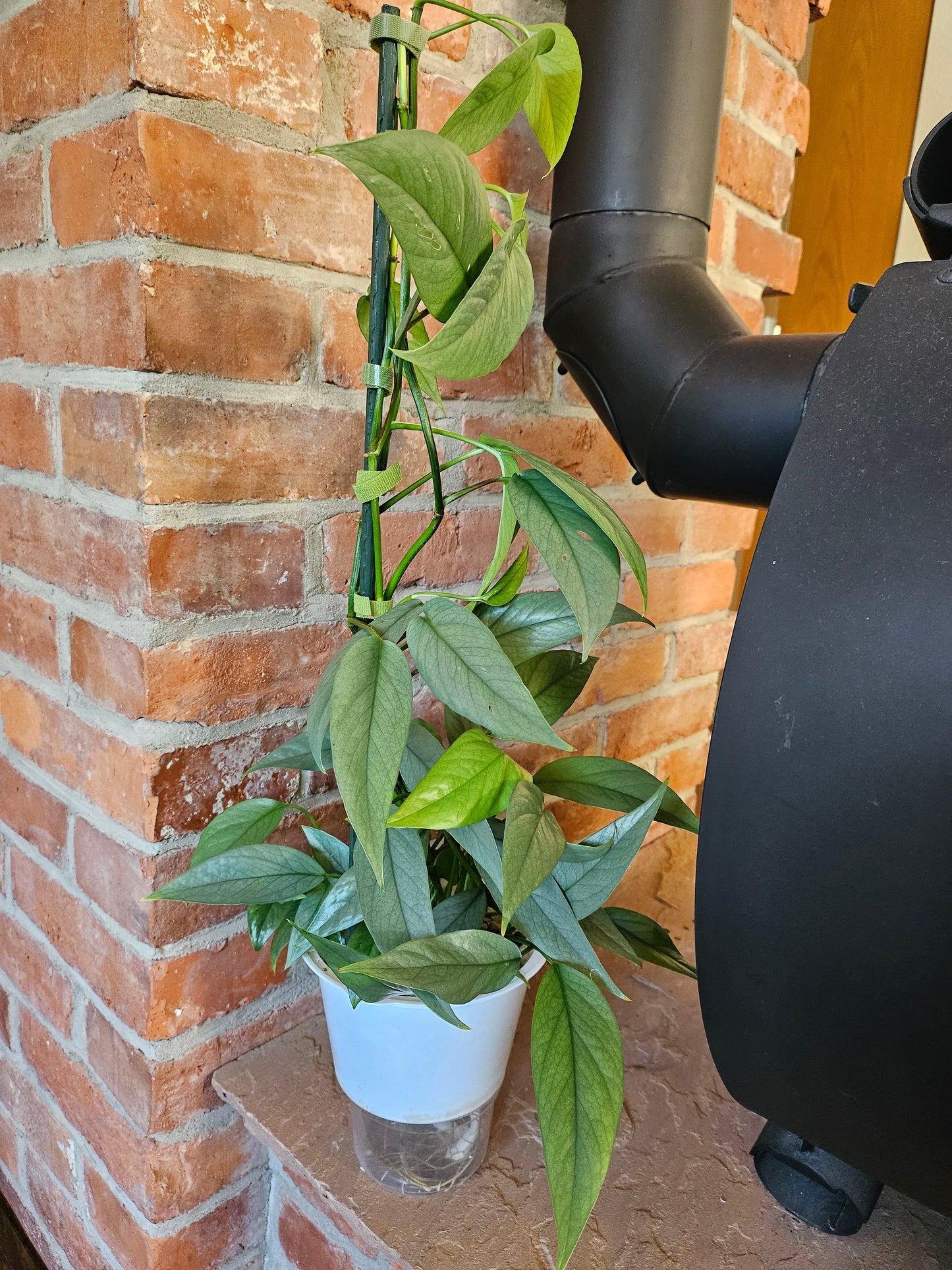 Epipremnum pinnatum cebu blue Pflanze