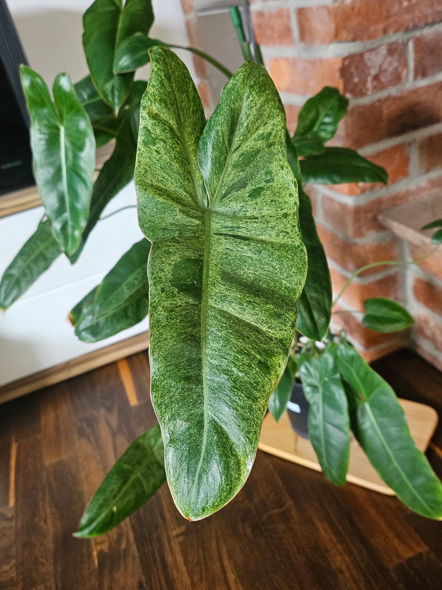 Philodendron paraiso verde große Pflanze