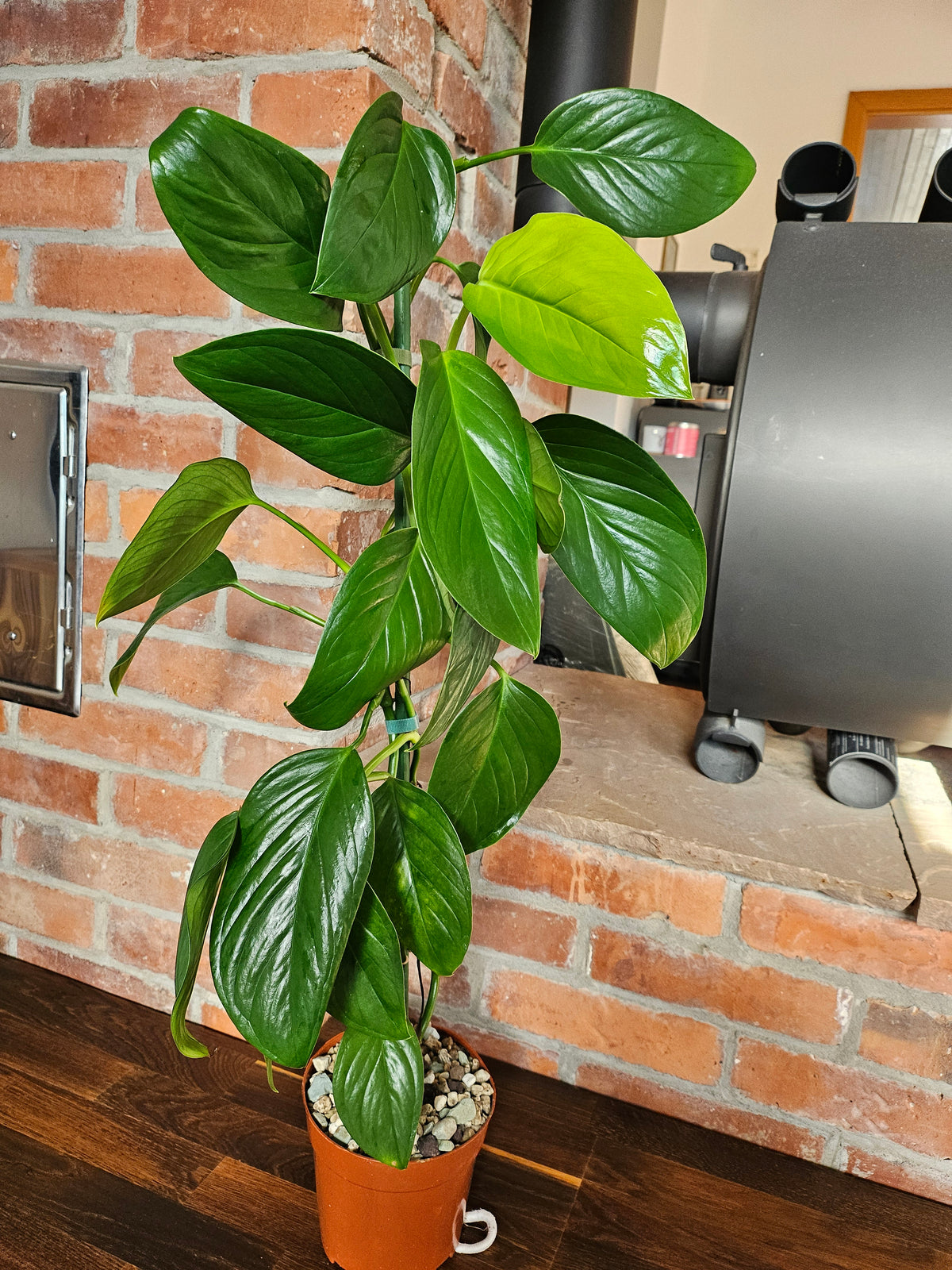 Monstera Lechleriana große Pflanze