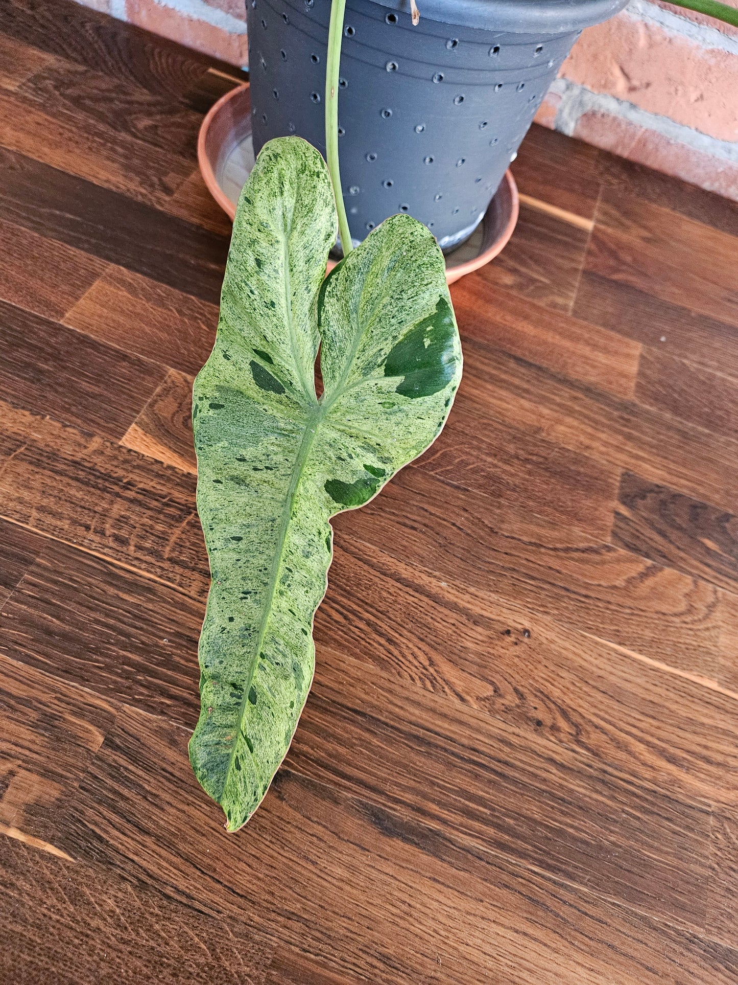 Philodendron paraiso verde XXL 120cm mit wunderschöner Panaschierung Pflanze