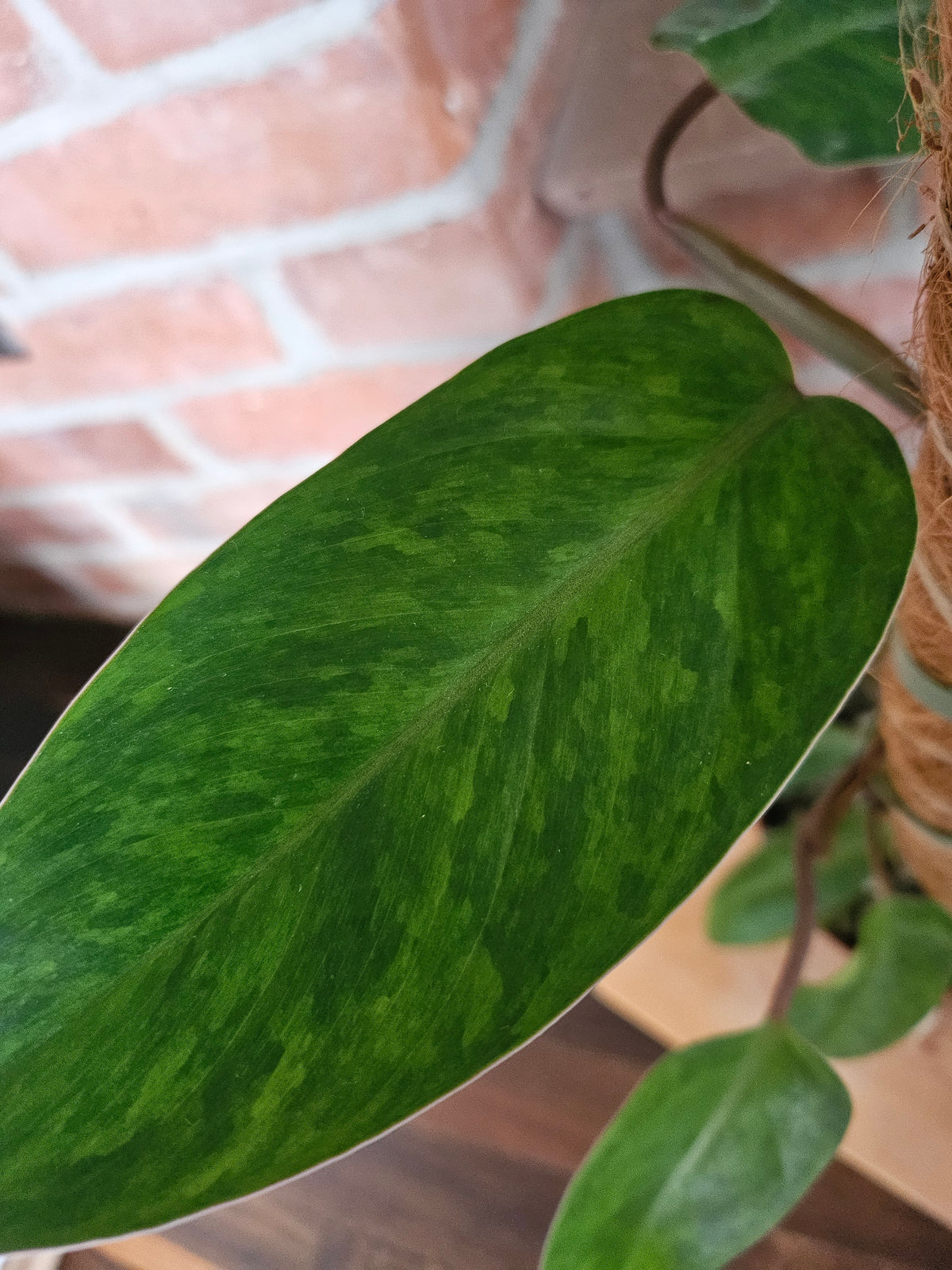 Philodendron painted lady Pflanze