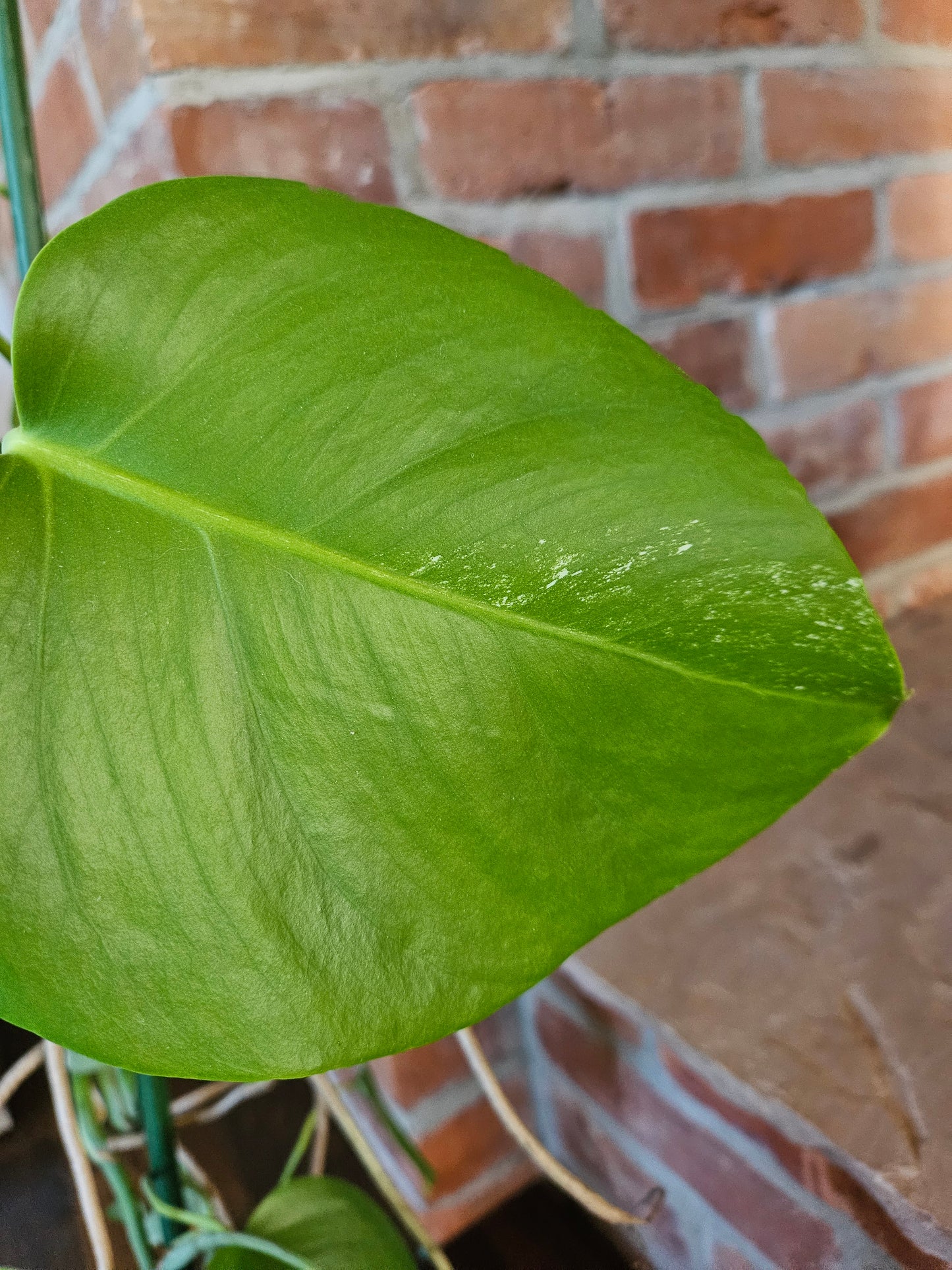 Monstera deliciosa variegata 80cm Pflanze mit wenig Panaschierung