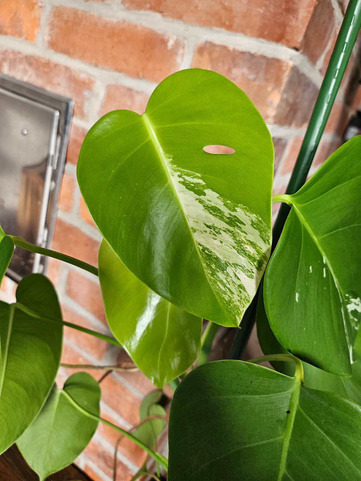 Monstera deliciosa variegata Pflanze