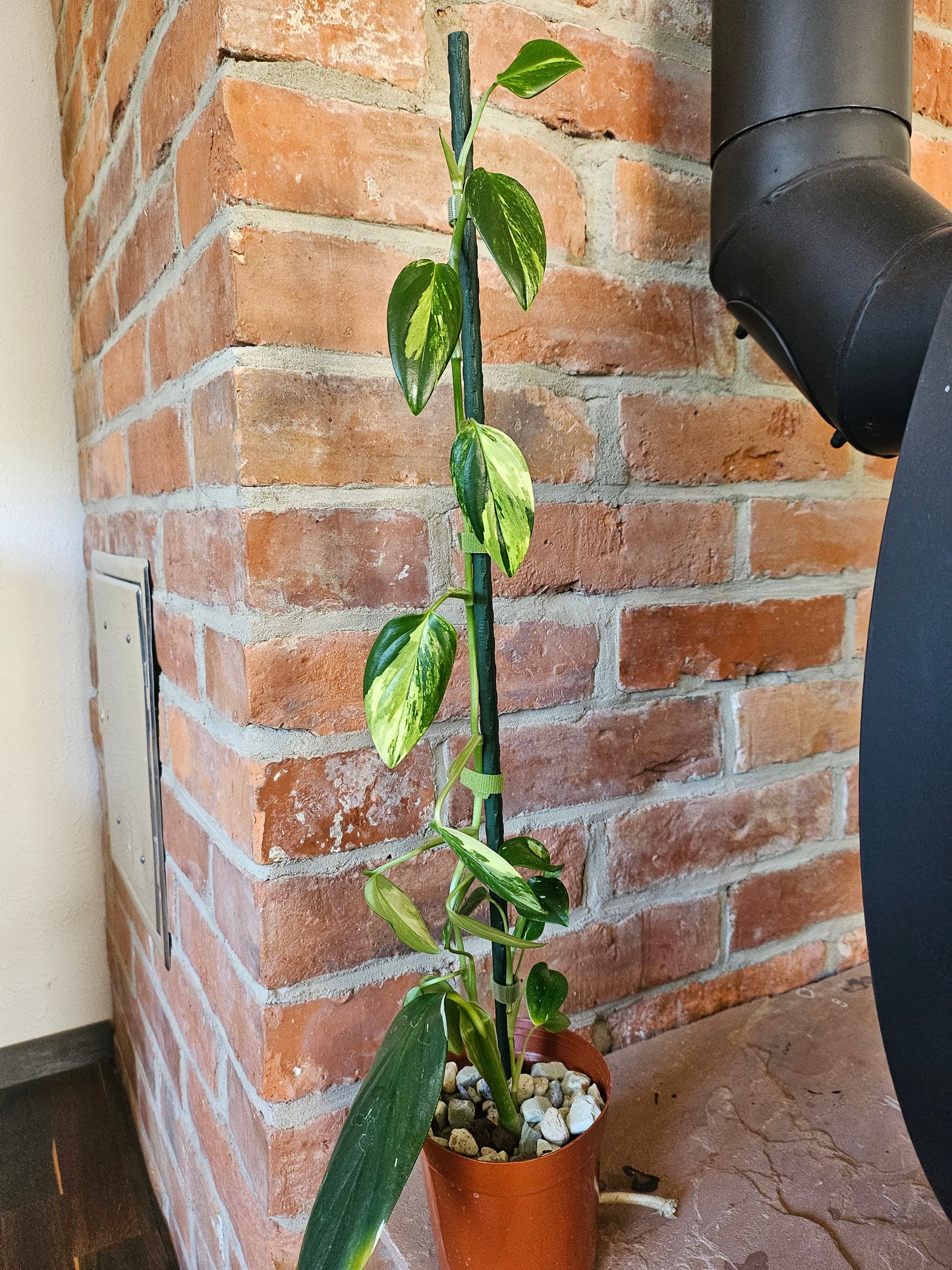 Monstera Standleyana aurea variegata Pflanze mit toller Panaschierung