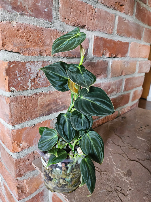 Philodendron Melanocrysum Pflanze