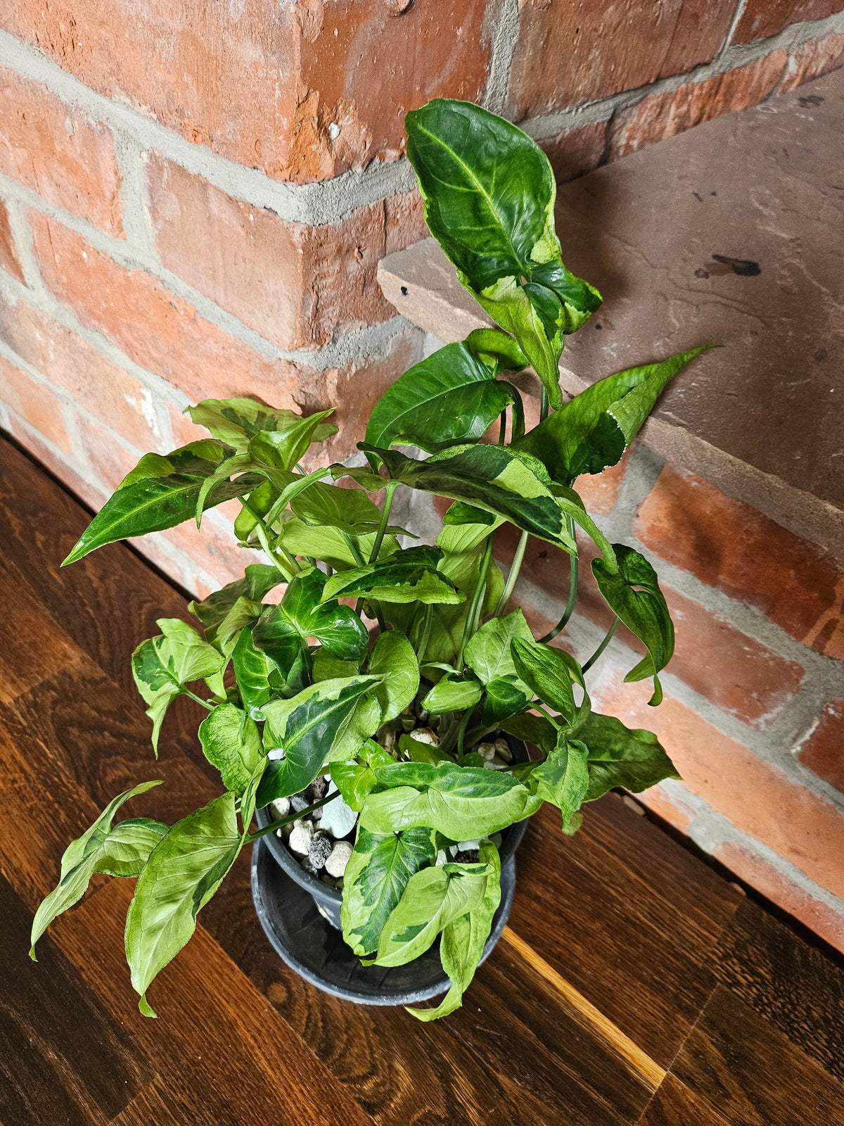 Syngonium three kings Pflanze mit toller Blattzeichnung